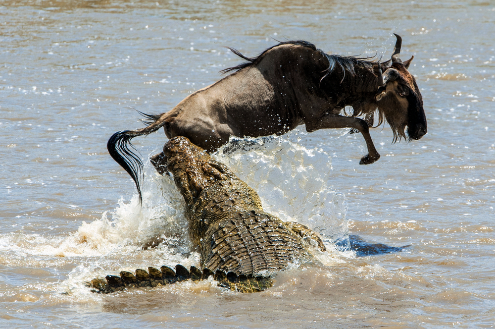 An Antelope - Blue Wildebeest crossing Mara River, Attached ny a Crocodile