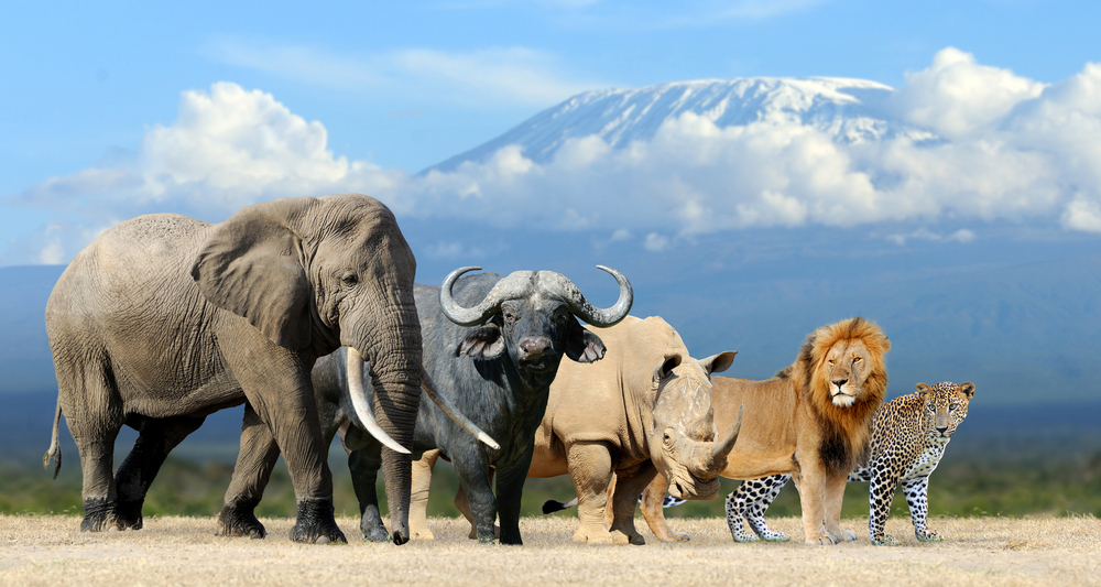 Big five africa - Lion, Elephant, Leopard, Buffalo and Rhinoceros