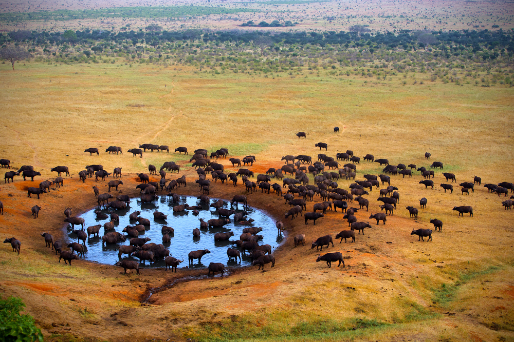 Buffalo grazing at the source