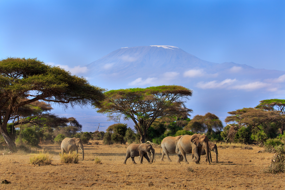 Elephants in front of Mt. Kilimanjaro, Amboseli,