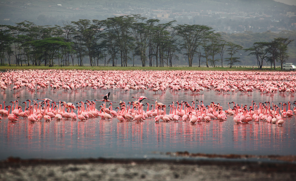 Flocks of flamingo, Lake Nakuru