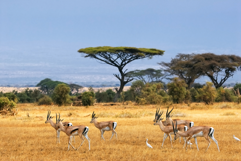 Gazelles in Scenic Landscape in Amboseli, Kenya