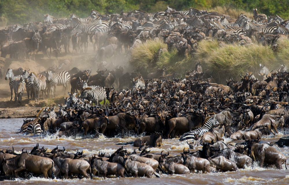 The Great Migration - Wildebeests Crossing Mara River