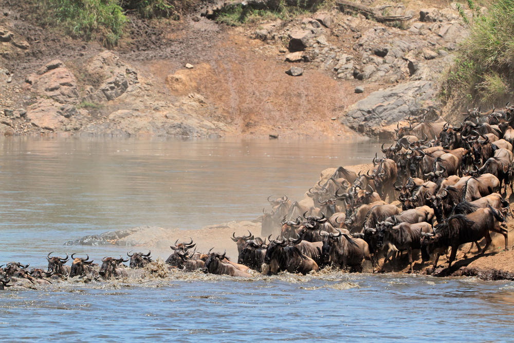 Wildebeest crossing the Mara river, Masai Mara National Reserve, Kenya