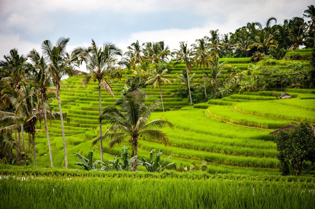 Jatiluwih Rice Terraces, Bali