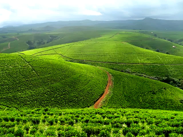 mambilla-plateau-taraba