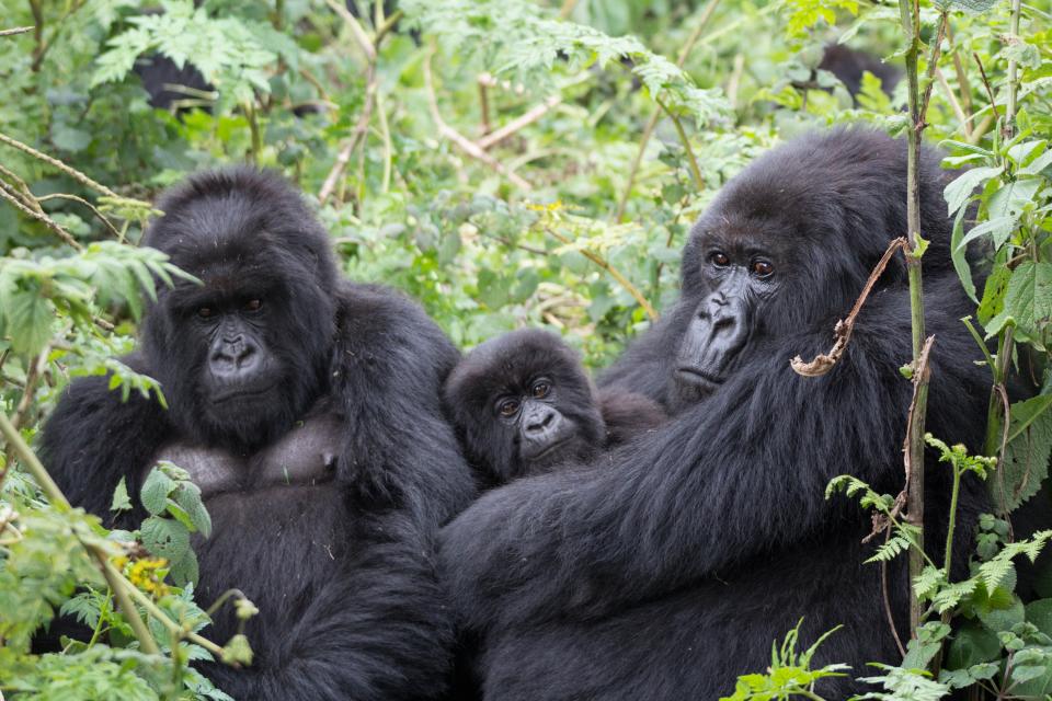 mountain-gorillas-rwanda