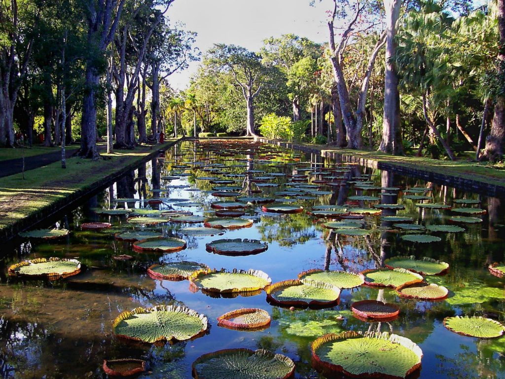 Sir Seewoosagur Ramgoolam Botanical Garden