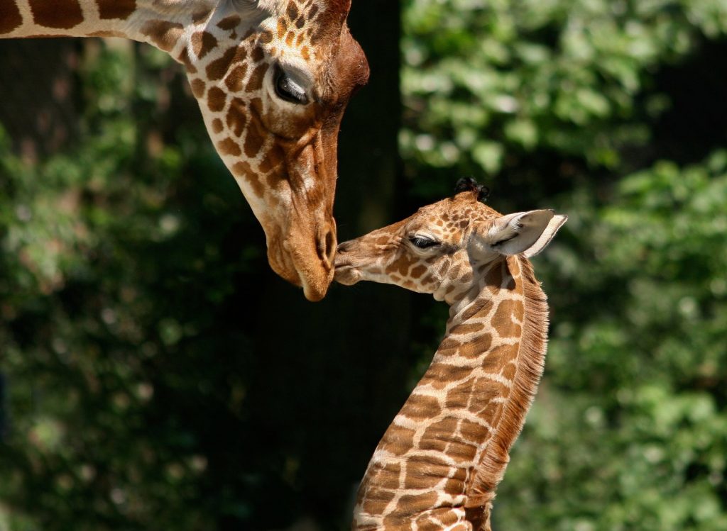 Artis Giraffes From The Boat -  Experiences in Amsterdam