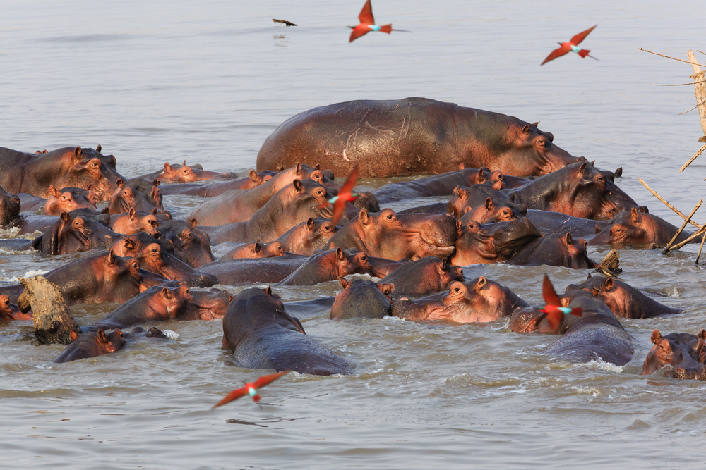 South Luangwa Walking Safari - African Safari Tours