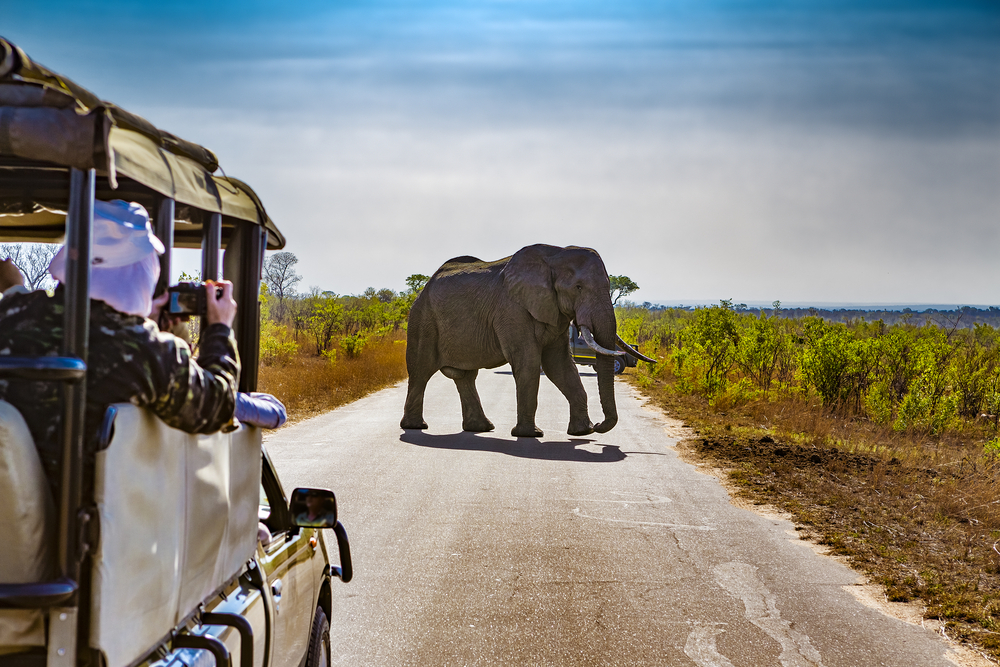 Kruger National Park Safaris - African Safari Tours