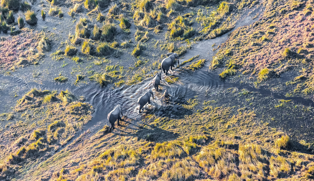 Okavango Delta Botswana - African Safari Tours