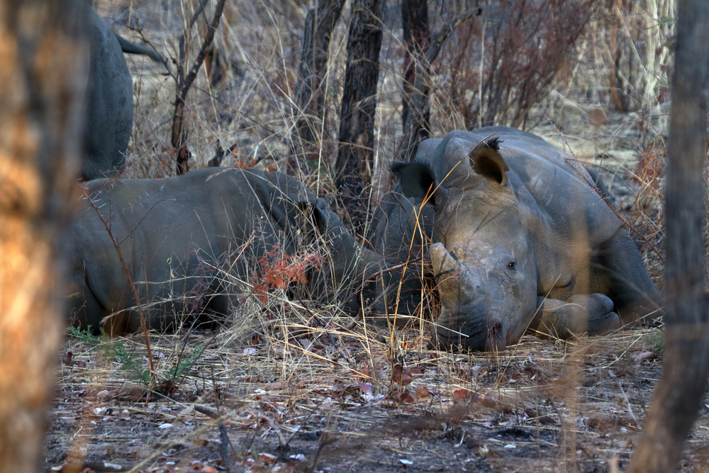 Black Rhino Safaris, Zimbabwe - African Safari Tours