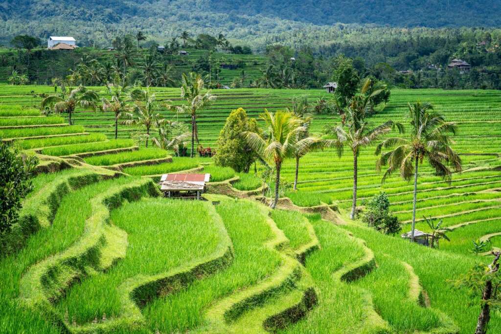great experiences you can only have in Bali