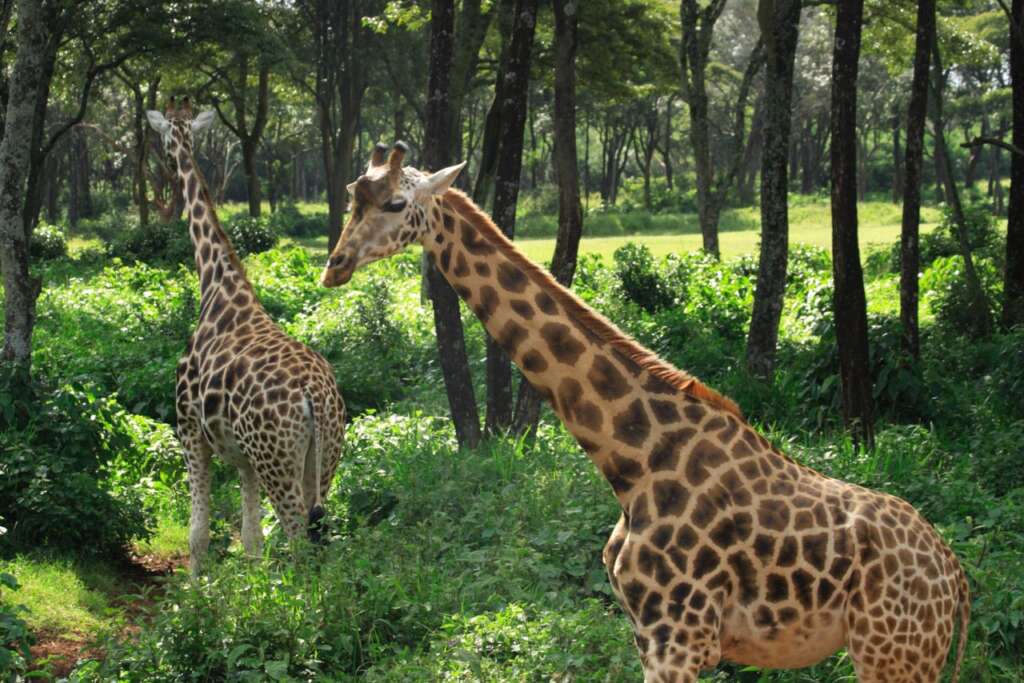 things That Will Make You Fall In Love With Nairobi