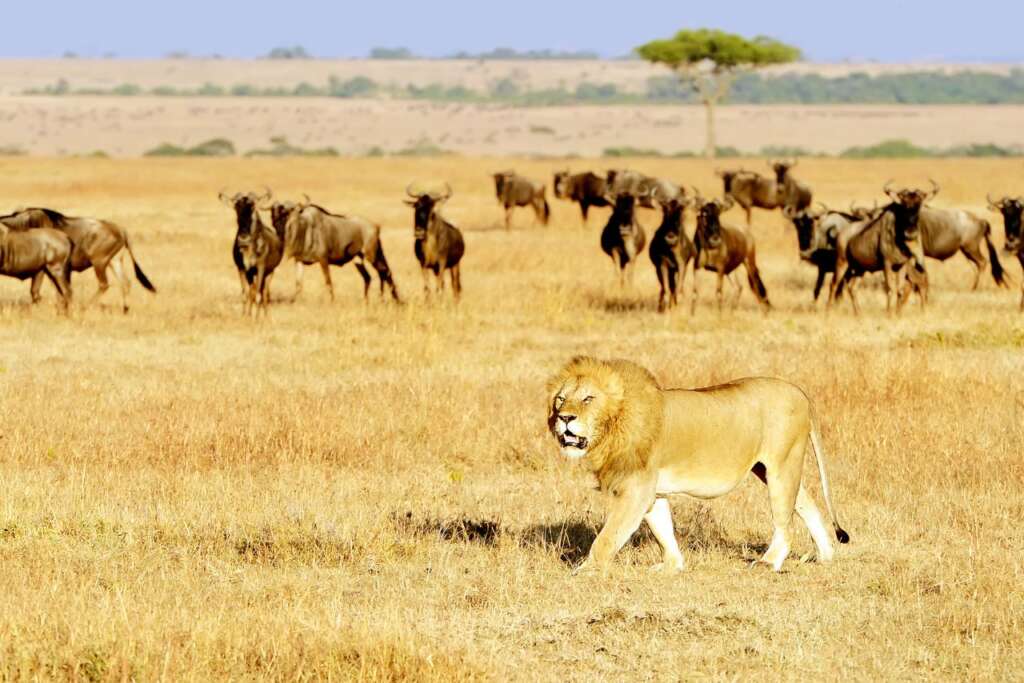 African Attractions You Must See