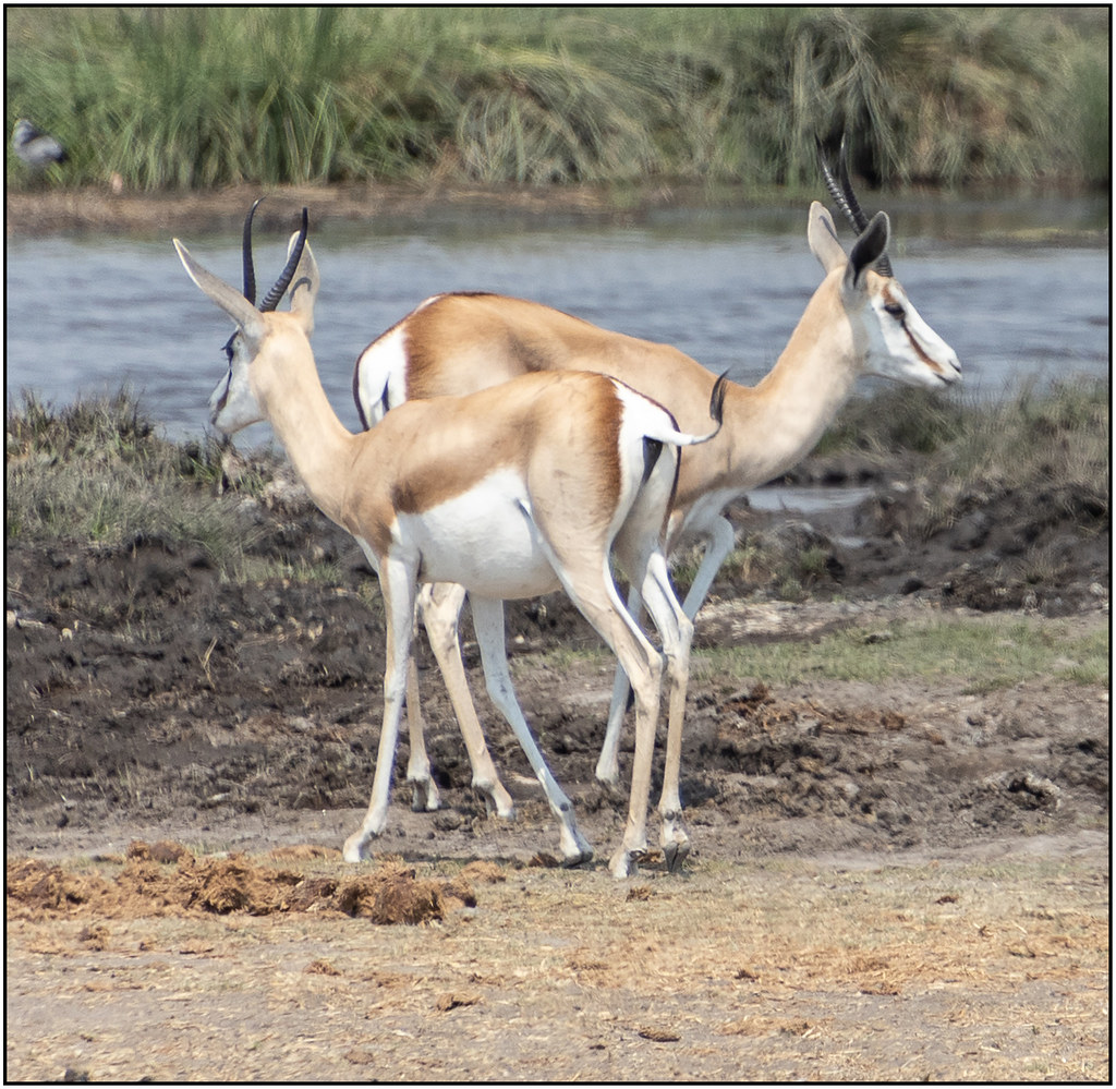 Springbok herd gathered at a natural waterhole in Etosha National Park Namibia