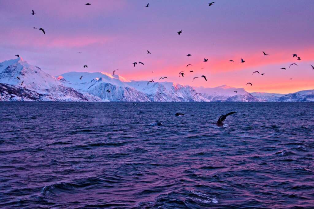 Why Visit Skrova Island, Lofoten