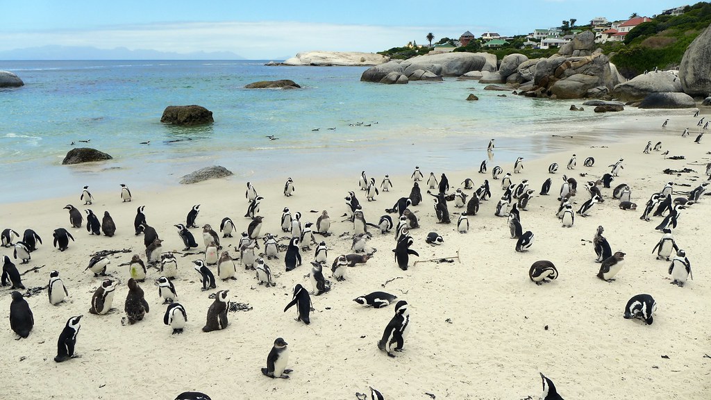 African penguins resting on the granite boulders of Boulders Beach in Simons Town South Africa