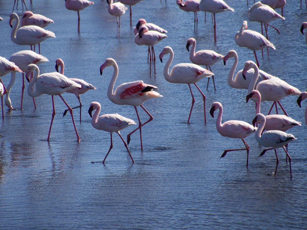 Flock of pink flamingos wading in the shallow tidal lagoon of Walvis Bay Namibia