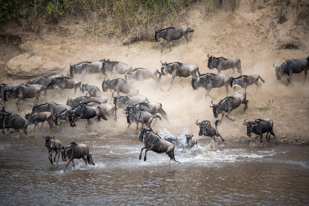 Great Migration wildebeest herd crossing the open savannah plains in the Serengeti ecosystem.