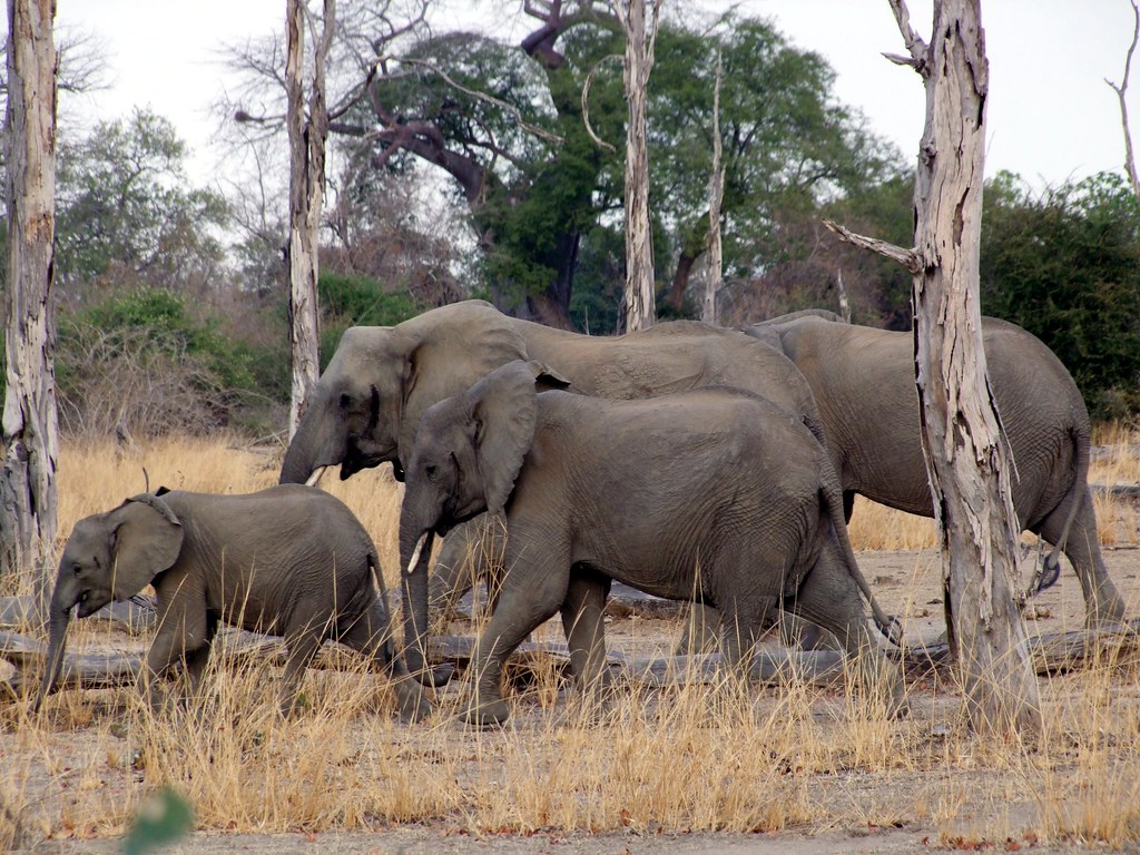 Small guided walking safari group following an armed wildlife scout through South Luangwa National Park in Zambia.