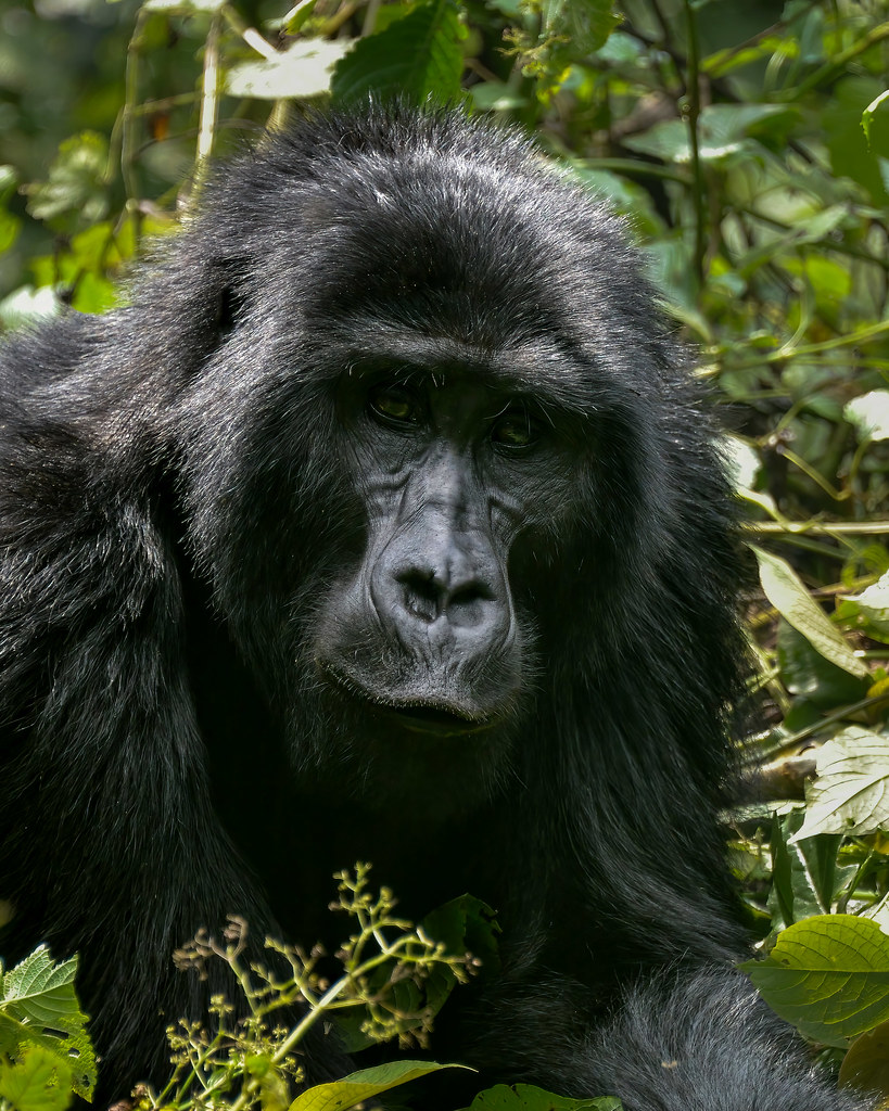 Habituated wild mountain gorilla silverback resting peacefully in the dense rainforest of Bwindi Impenetrable National Park.