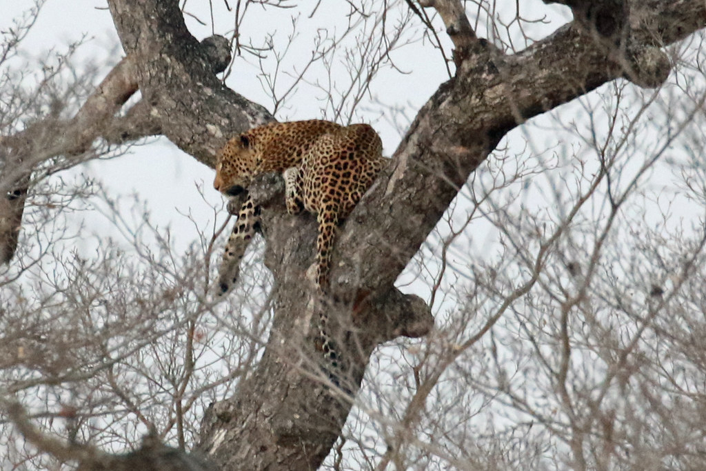 Wild African leopard resting on a large marula tree branch in Greater Kruger, South Africa.