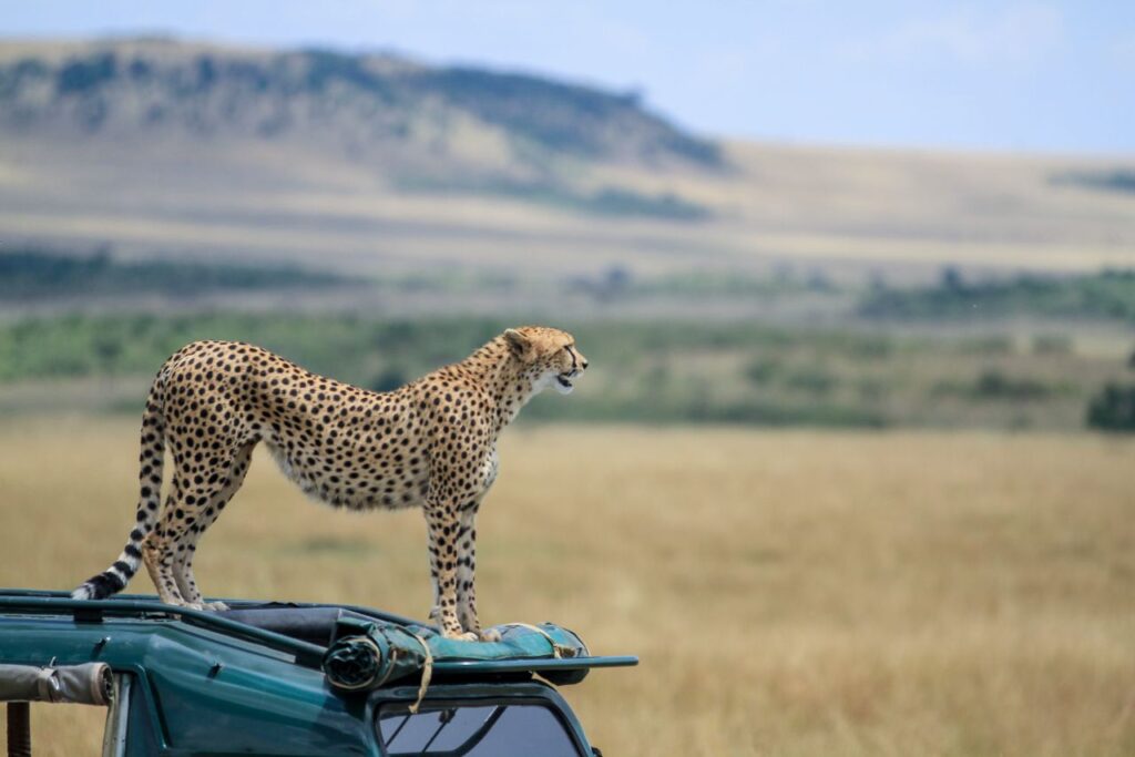 Cheetah Tracking in Botswana