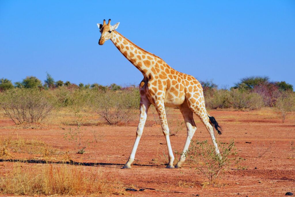 Kouré Giraffe Reserve