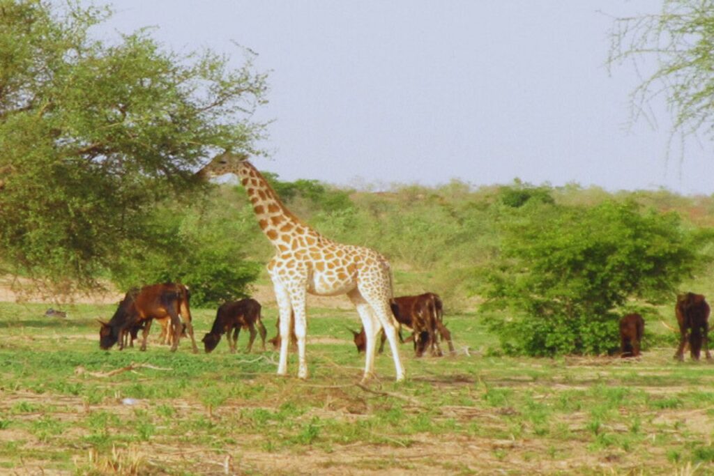 Ouagadougou City Guide