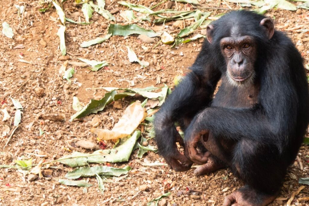 Tacugama Chimpanzee Sanctuary