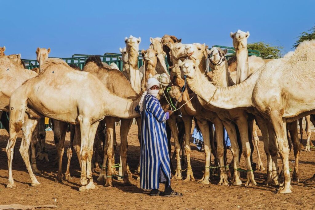 Nouakchott travel guide
