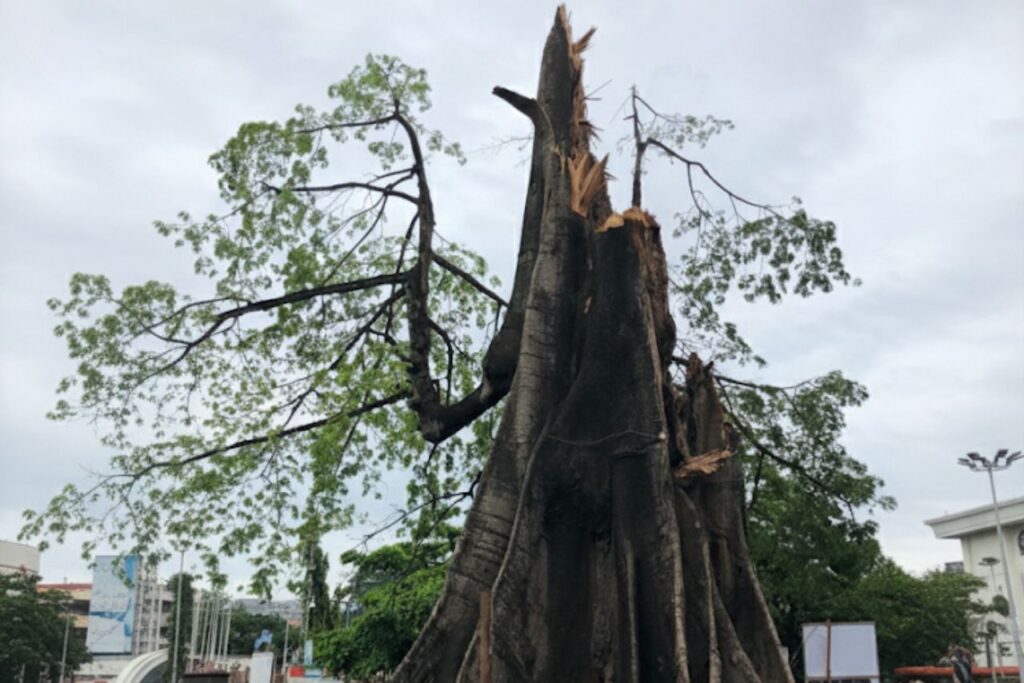 cotton tree freetown