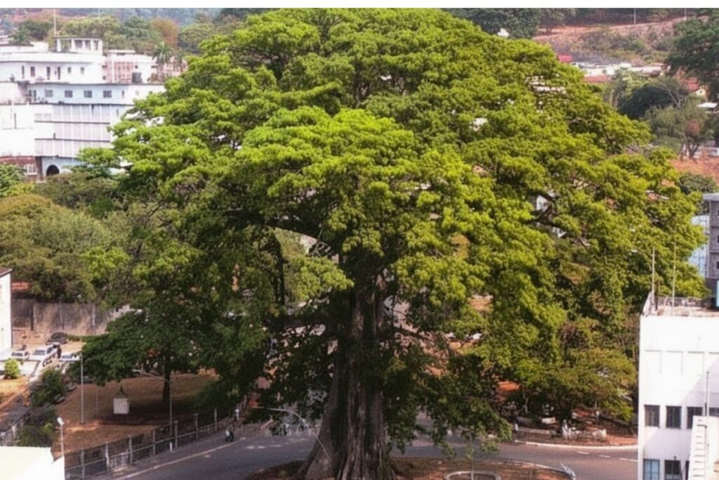 cotton tree freetown