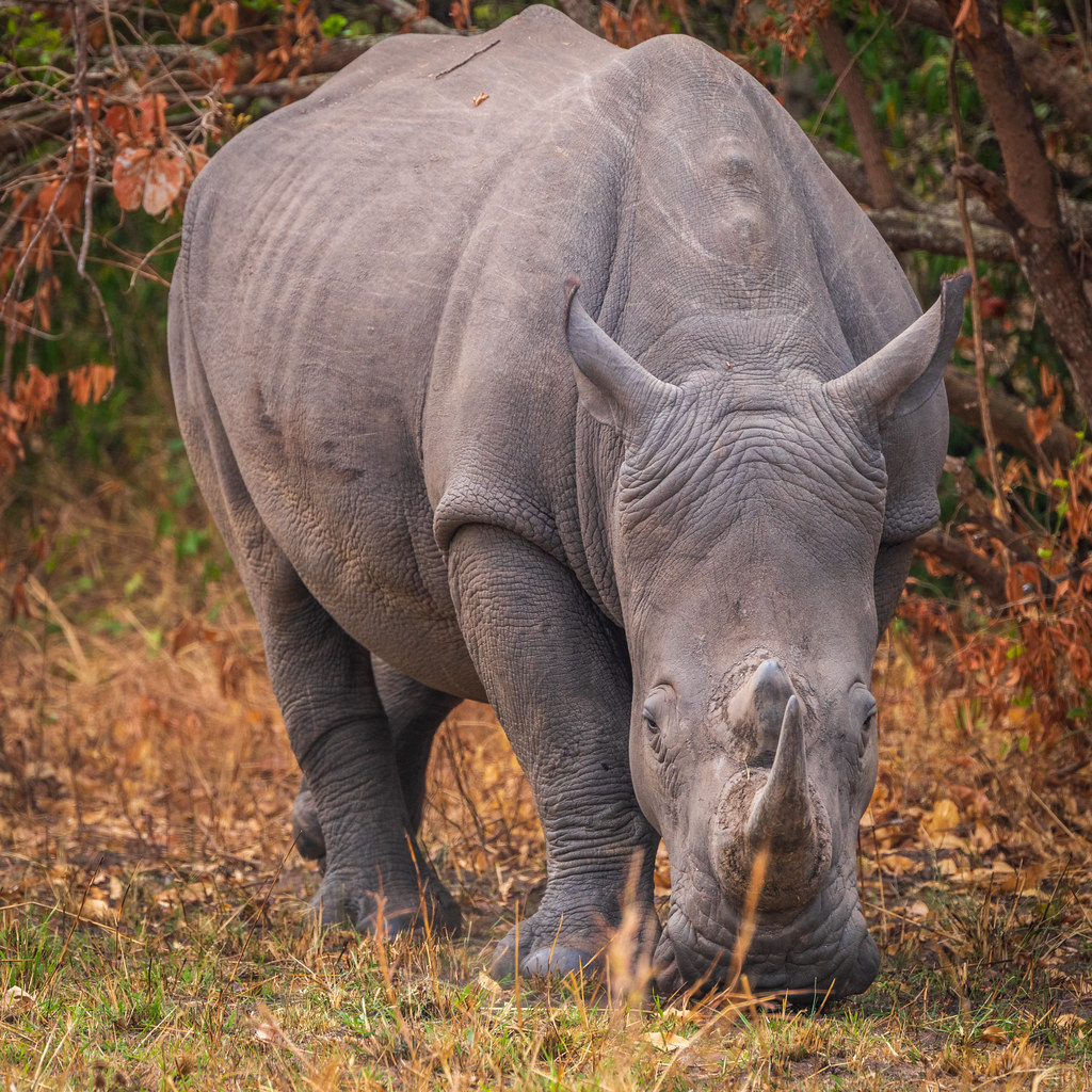 Guided walking bush safari group following tracks on foot in Africa