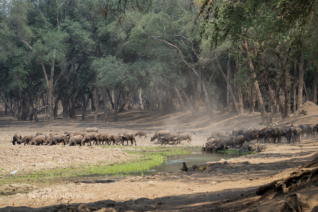 South Luangwa National Park wilderness and river in Zambia
