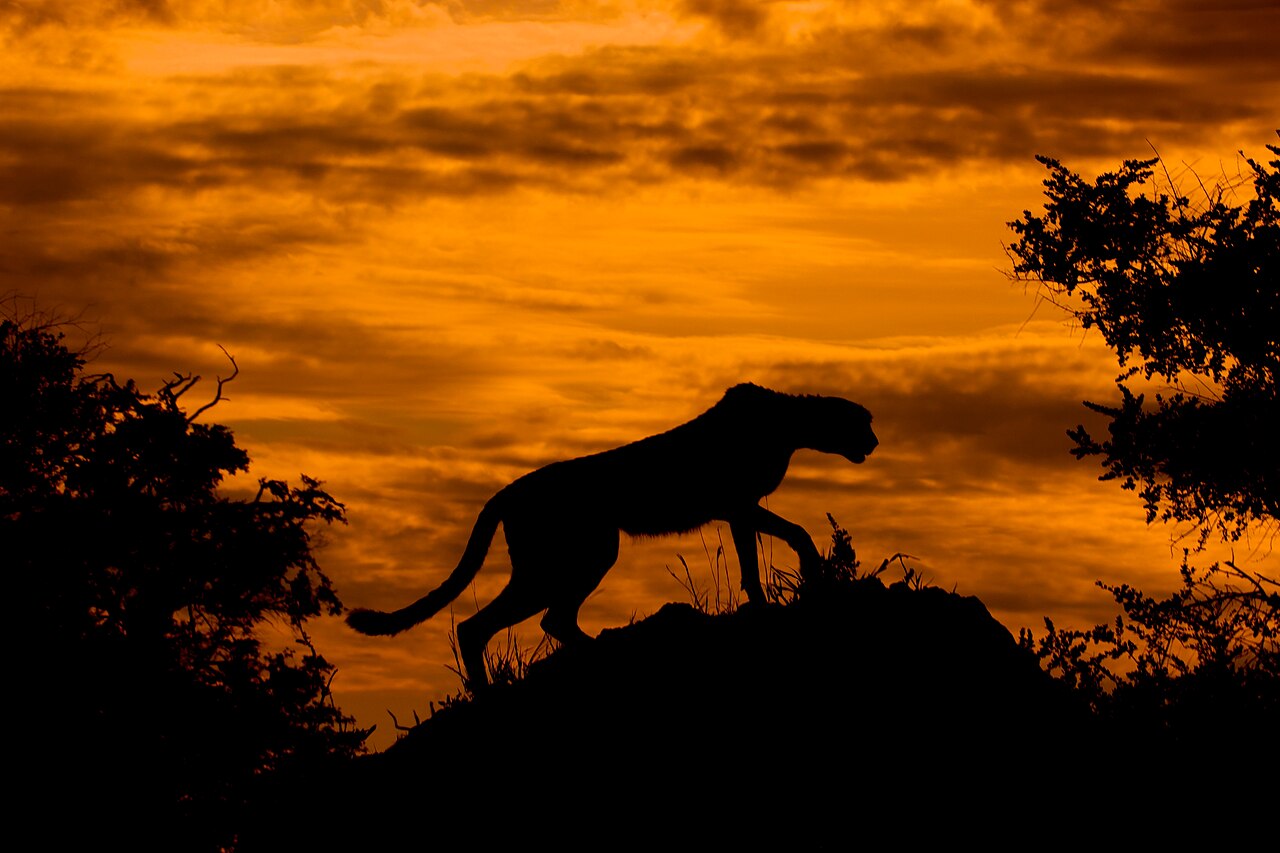 Wild cheetah standing against the golden sunset across the Okavango Delta in Botswana (Photo by Joachim Huber under CC BY-SA 4.0).