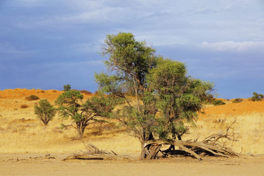 Kalahari Desert