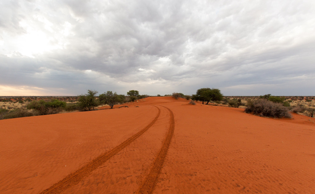 Red sand dunes and dramatic storm clouds in the Kalahari Desert savanna