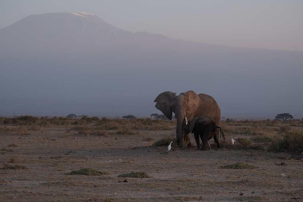 African elephant herd grazing peacefully across Amboseli marshes with snow-capped Mount Kilimanjaro in the background.