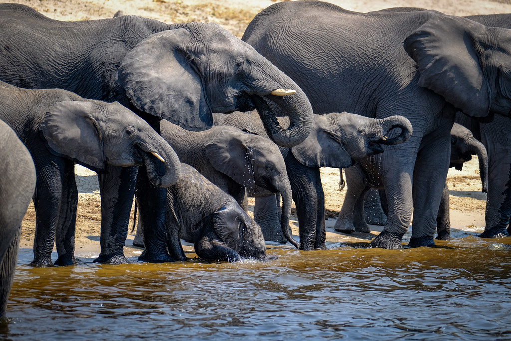 Breeding herd of African elephants gathering along a tranquil wilderness riverbank at sunset.