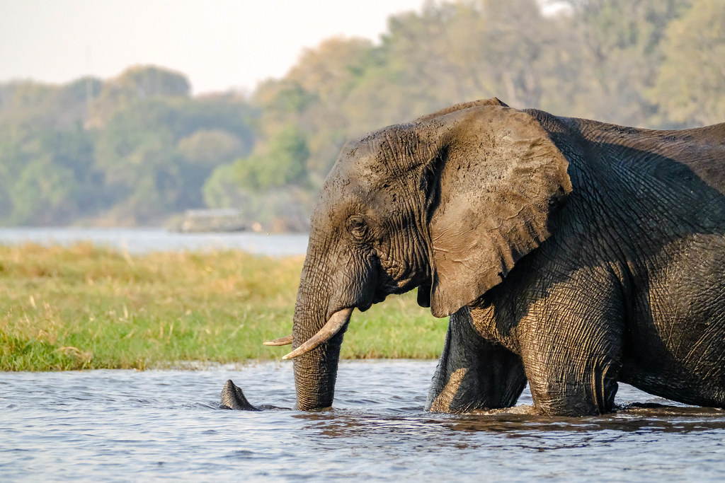Large breeding herd of African elephants drinking and dusting along the Chobe River banks in Botswana.
