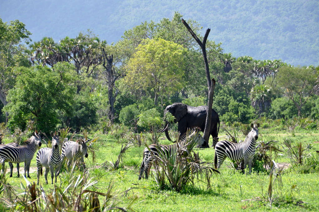 Open safari vehicle navigating off-road terrain in a private wildlife concession.
