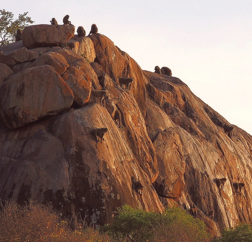 Vast golden savannah grasslands and granite kopjes across Serengeti National Park in Tanzania.