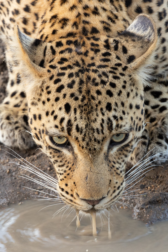 Wild African leopard resting peacefully along a tree branch in Sabi Sand Game Reserve in South Africa.