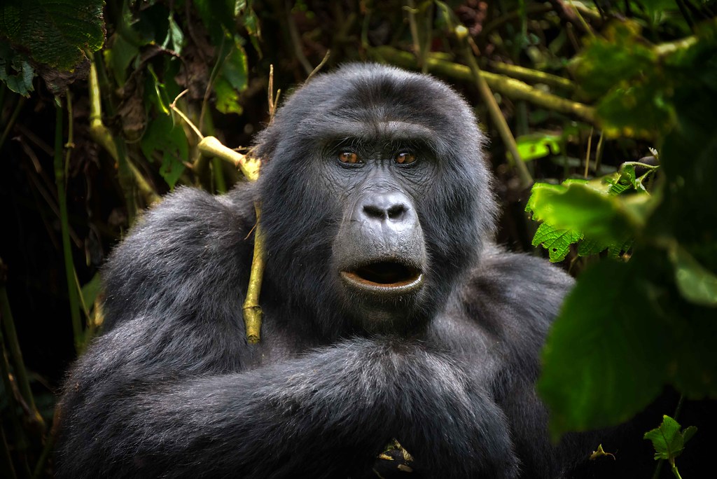 Wild mountain gorilla resting peacefully amidst dense montane rainforest foliage in Bwindi Impenetrable National Park.